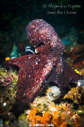 Majestic Octopus, Galapagos Ecuador 
 by Alejandro Topete 
